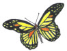 butterfly3