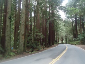 Nicasio Valley Road