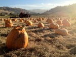 Lafranchi-pumpkins-225